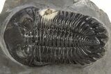 Detailed Hollardops Trilobite Fossil - Ofaten, Morocco #325969-1
